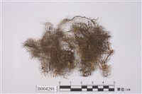 藏品(絲狀指葉蘚)的圖片